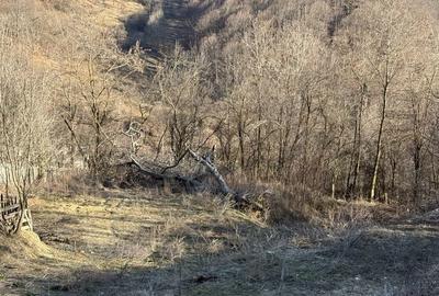 Teren de 1780 mp, în Valea Doftanei - 1
