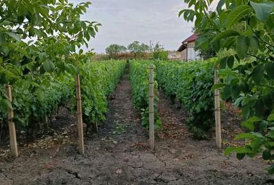 Spațiu comercial, în Gura Vadului - 5