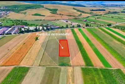 TEREN extravilan- 6 E/MP- CU PLANTATIE DE TRANDAFIRI! Teliu 7000mp - 12