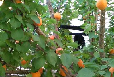 Casă cu 6 camere cu Teren 600 Mp în Tractorul - 4