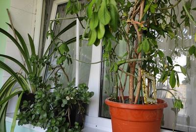 Ofer inchiriere apartament cu doua camere decomandate confort 1 mobilat utilat complet recent renova - 3