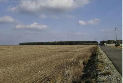 Teren extravilan Varvoru de Jos, jud Dolj - 4