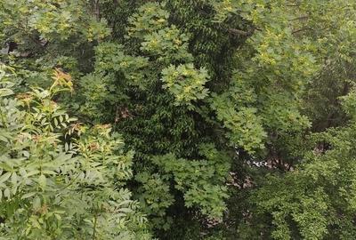 Vanzare apartament 2 camere | Titan | zona verde | frumoasa | bloc 4 etaje reabi - 7