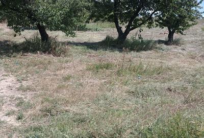 Teren de 3000 mp, în Chicerea - 4