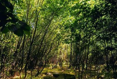 EForest teren rezidential in zona de padure, deschidere spre padure - 1