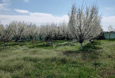 Cascioarele, Ulmi jud. Giurgiu, teren 1.200 mp + casuta de gradina si anexe - 7