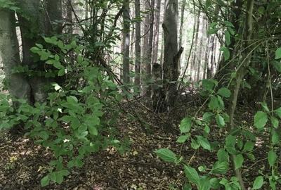 Vand teren in Albestii de Muscel faneata-pasune, partial impadurit - 4