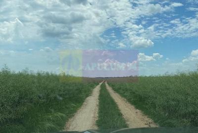 Teren agricol extravilan de 94000 mp, în Albota - 14