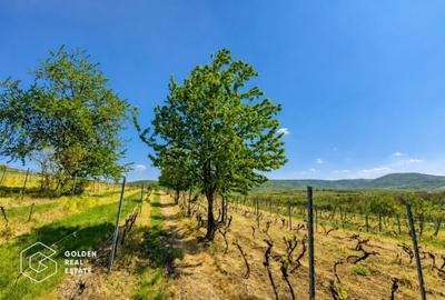 Teren agricol extravilan de 13439 mp, în Șiria - 2