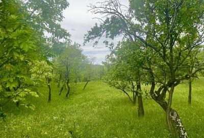 Teren intravilan Sotrile 6762 mp - Investitie, camping, agroturism - 2