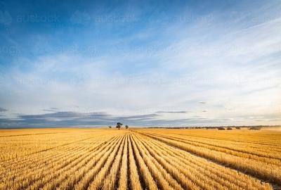 Teren agricol extravilan de 30000000 mp, în Dăbuleni - 1