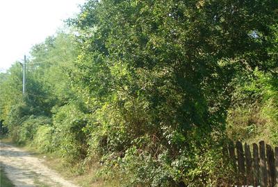 Teren de 1556 mp, în Călimănești - 6