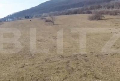 Teren în Viișoara - 3