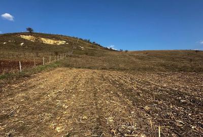 Teren de 9000 mp, în Baciu - 13