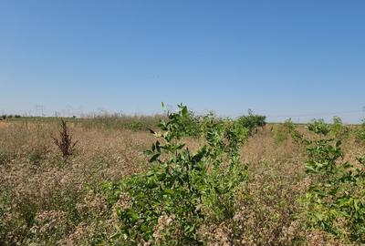 Teren în Berceni - 9