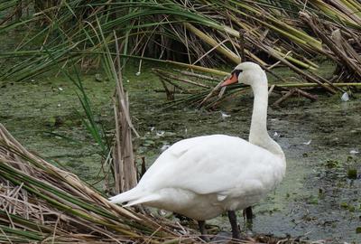 Terenuri IN RATE 500 /luna, teren 25 Peris, Tancabesti - 2
