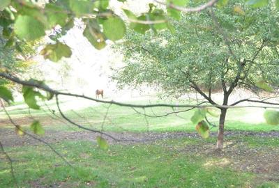 Brasov-Schei -Teren intravilan de vanzare - 5