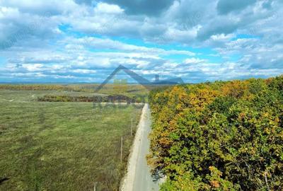 Teren de 7000 mp, în Vărbila - 3