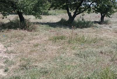 Teren de 1420 mp, în Chicerea - 5