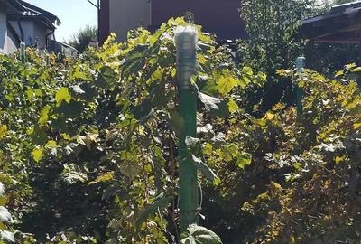 Casa de vanzare in Branesti-Ilfov - 6