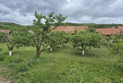 Casă cu 4 camere cu Teren 1600 Mp în Bucerdea Vinoasă - 4