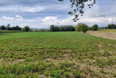 Casă cu Teren 5741 Mp în Lunca Mureșului - 2