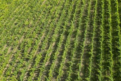 Teren agricol extravilan de 80000 mp, în Covăsinț - 50