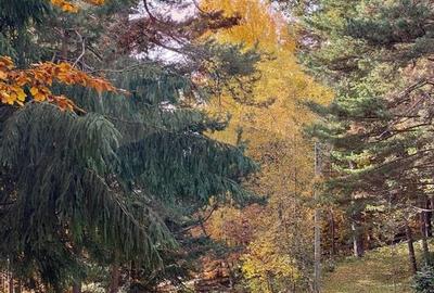 DE VANZARE Pensiune | 12 camere | Bisoca / Buzau - 22