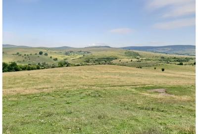 Teren Sercaia  250 ha - 5