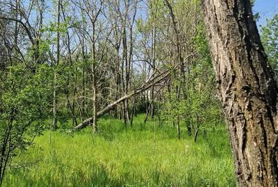 Casă cu 5 camere cu Teren 3937 Mp în Ianca - 8