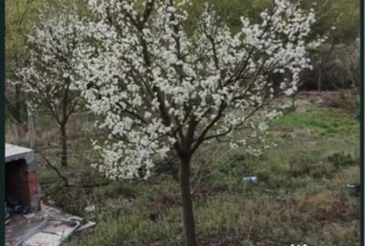 Teren de 2100 mp, în Gârbova - 3