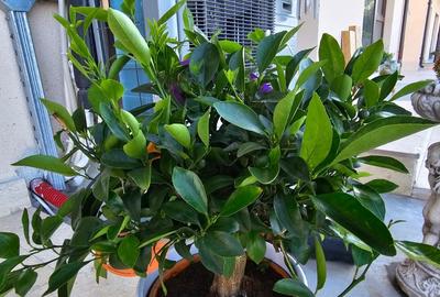 Apartament cu 3 camere decomandat, mobilat în Energia - 14