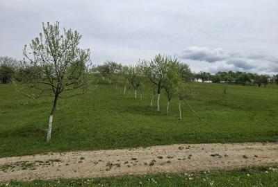 Teren de 7000 mp, în Rona de Jos - 1