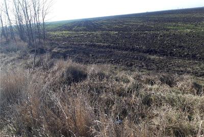 Teren de 5000 mp, în Cotorca - 1