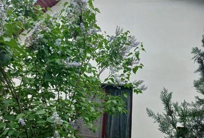 Casă individuală cu 3 camere cu Teren 300 Mp în B-dul București - 1