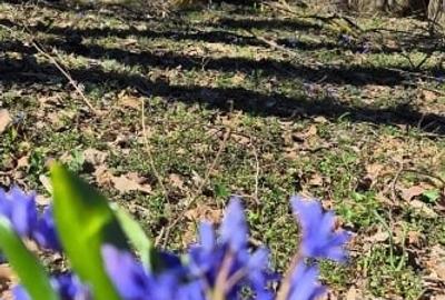 Casă nouă 3 camere 2 băi Parc Natural Comana Vlad Țepeș proprietar - 10