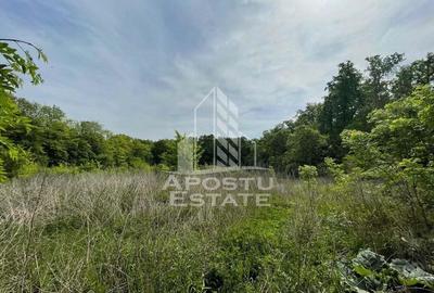 Proprietate unica in padurea de la Bazosul Nou. - 4