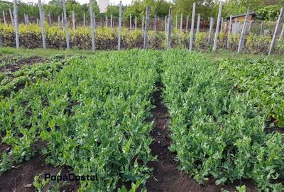 Teren Construcții intravilan de 4648 mp, în Petrești - 11