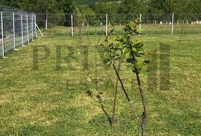 Teren de 800 mp, în Botinești - 3