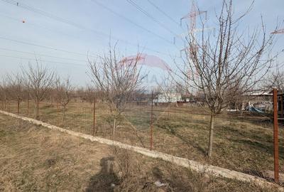 Teren agricol intravilan de 2500 mp, în Nicolae Grigorescu - 5