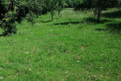 Teren de 4500 mp, în Albești - 2