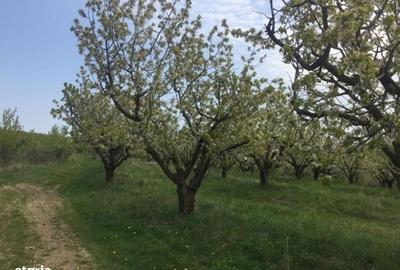 Teren de 30000 mp, în Letea Veche - 1