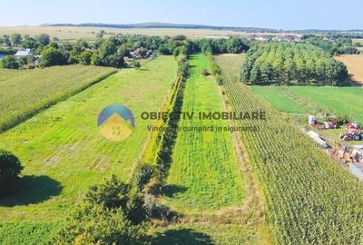 TEREN intravilan  6764 mp DRAGOMIRESTI - VAD - 3