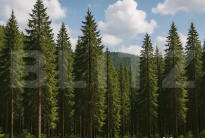 Teren de 10000 mp, în Central