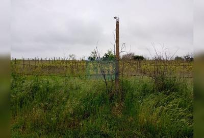 Teren Construcții intravilan de 1015 mp, în Vânători - 2