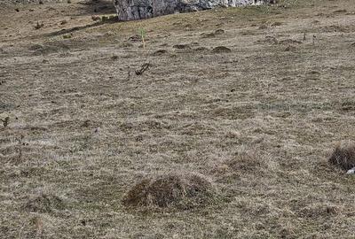 Spațiu comercial, în Dâmbovicioara - 6