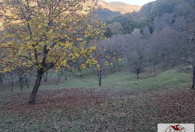 Vanzare casa cu 17.399 mp teren in Vintu de Jos - Valea Vintului - 6