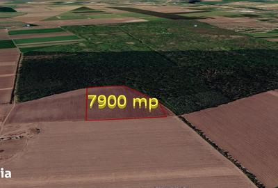 Teren de 7900 mp, în Dascălu