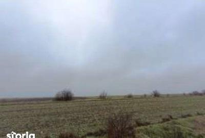 Teren de 6000 mp, în Ciocârlia - 8
