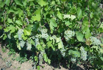 Teren de 6000 mp, în Frumoasa - 4